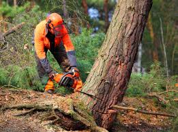 Best Stump Grinding and Removal  in Bronson, MI